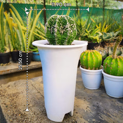 Astrophytum nudum cv hanakago + Sazanami