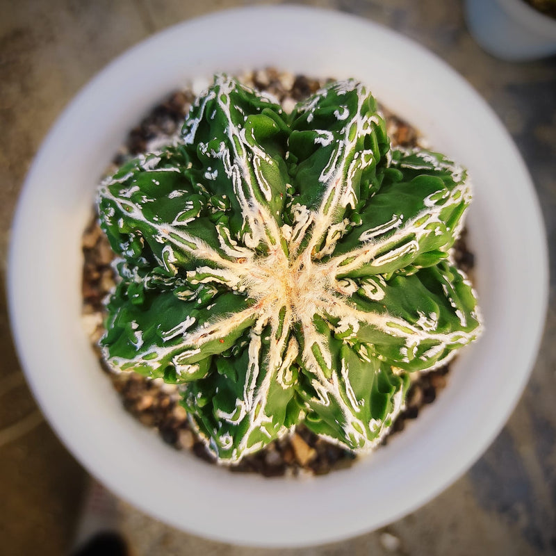 Astrophytum nudum cv hanakago + Sazanami 6_INCHS_RAUND_N_POT WITHOUT_POT