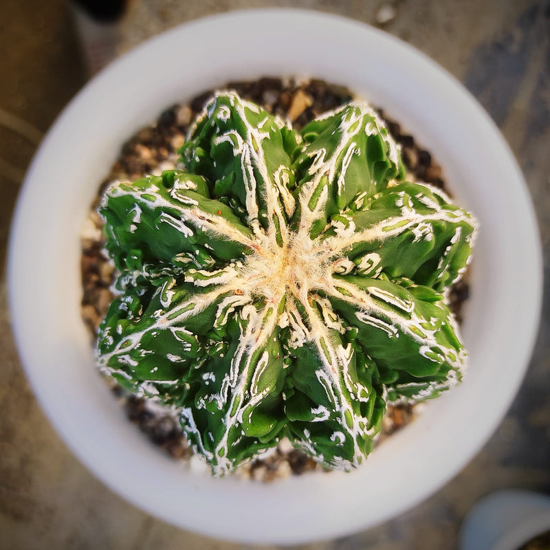 Astrophytum nudum cv hanakago + Sazanami