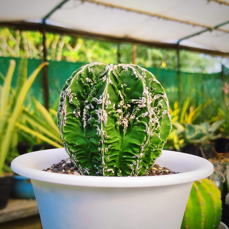 Astrophytum nudum cv hanakago + Sazanami