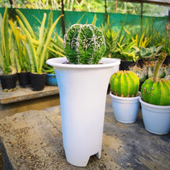 Astrophytum nudum cv hanakago + Sazanami