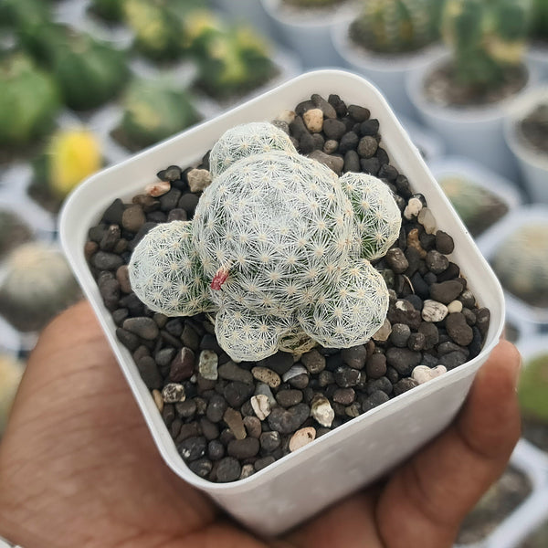 Mammillaria humboldtii_Flowering_plant