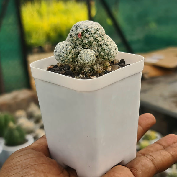 Mammillaria humboldtii_Flowering_plant