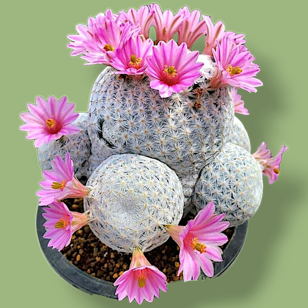 Mammillaria humboldtii_Flowering_plant