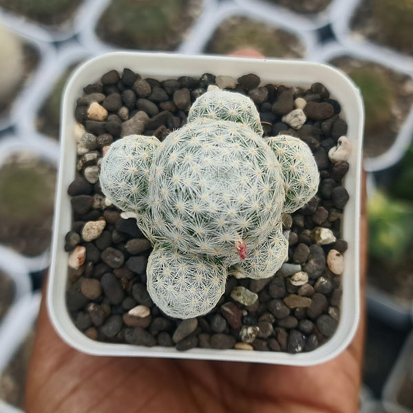 Mammillaria humboldtii_Flowering_plant