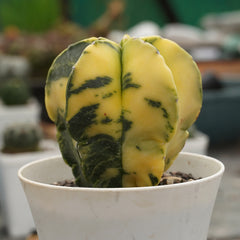 Astrophytum nudum variegated