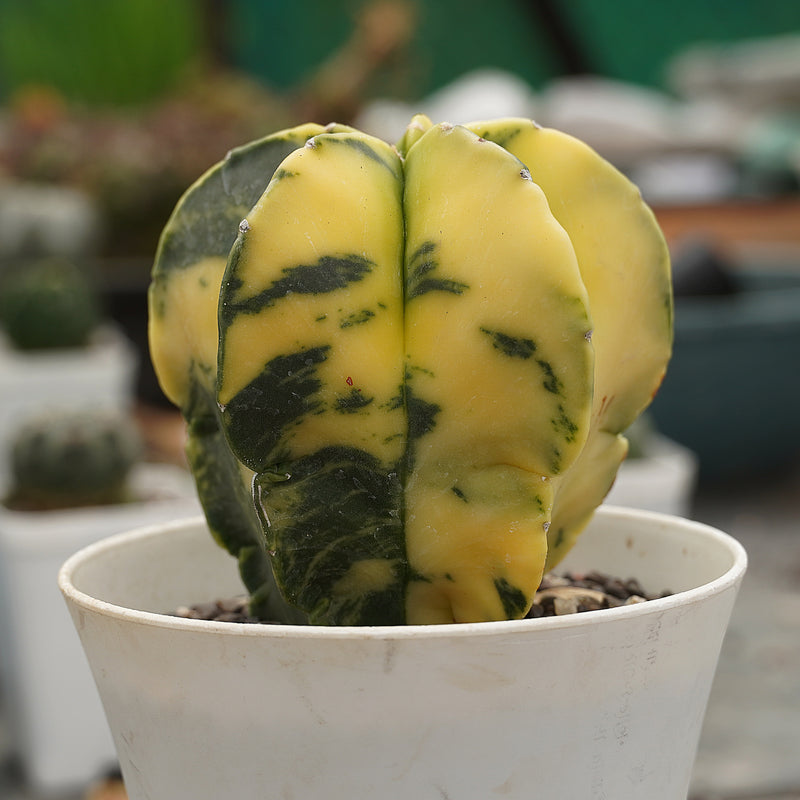 Astrophytum nudum variegated