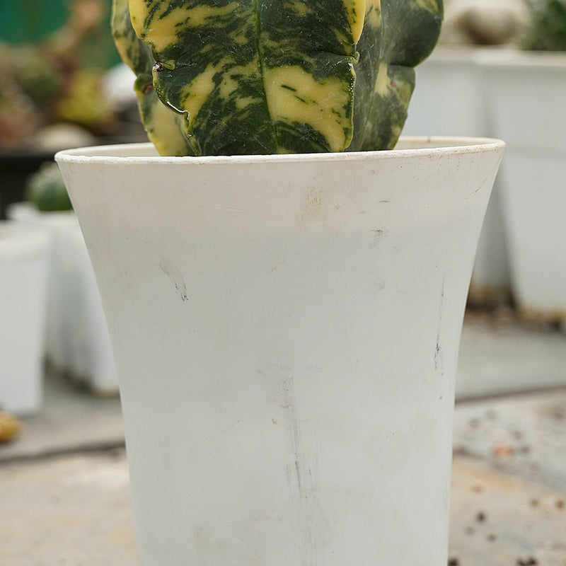 Astrophytum nudum variegated