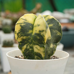 Astrophytum nudum variegated