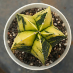 Astrophytum nudum variegated 6_INCHS_RAUND_N_POT WITHOUT_POT