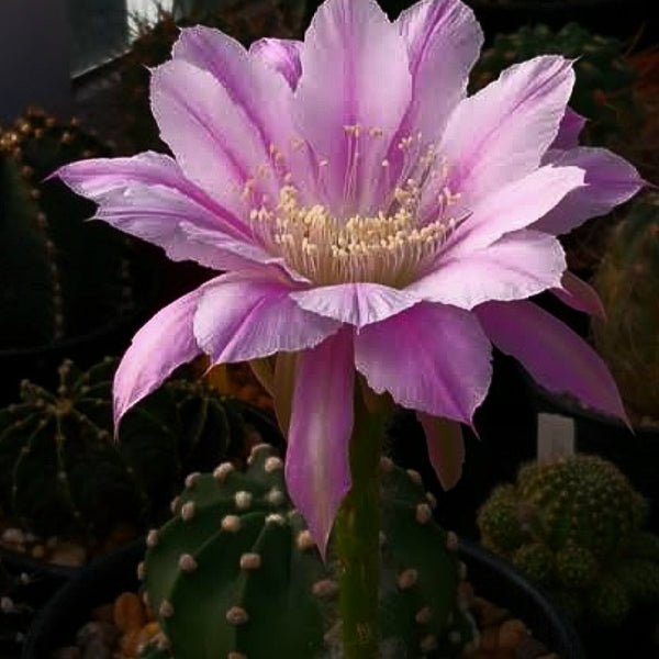 Echinopsis Subdenudatum-Pink Flower cactus