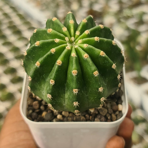 Echinopsis Subdenudatum-Pink Flower cactus