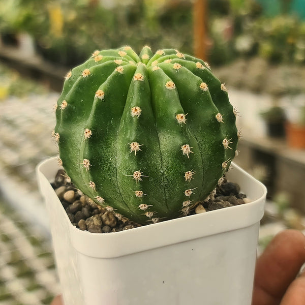Echinopsis Subdenudatum-Pink Flower cactus