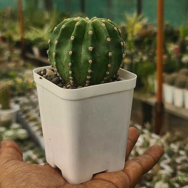 Echinopsis Subdenudatum-Pink Flower cactus