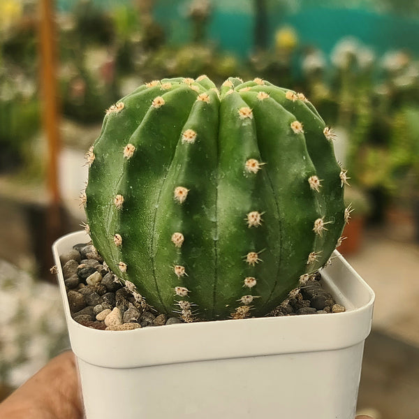 Echinopsis Subdenudatum-Pink Flower cactus