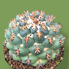 Coryphantha elephantidens cv. tita WITHOUT_POT 3_INCHES_POT
