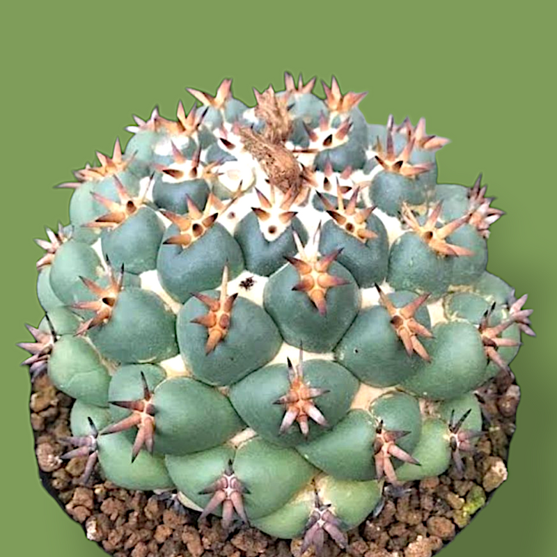 Coryphantha elephantidens cv. tita WITHOUT_POT 3_INCHES_POT