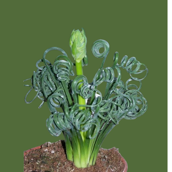 Albuca spiralis