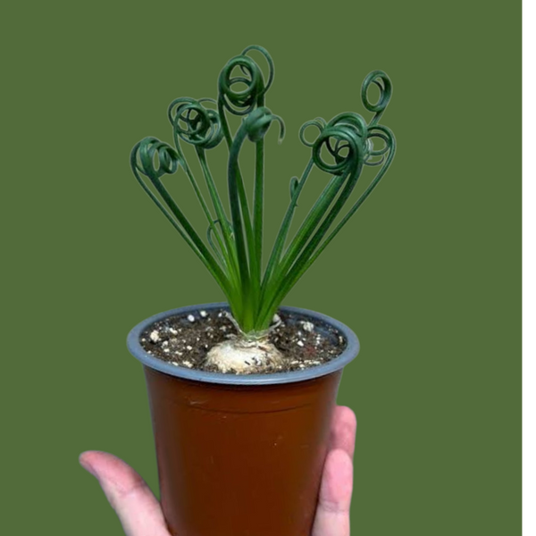 Albuca spiralis