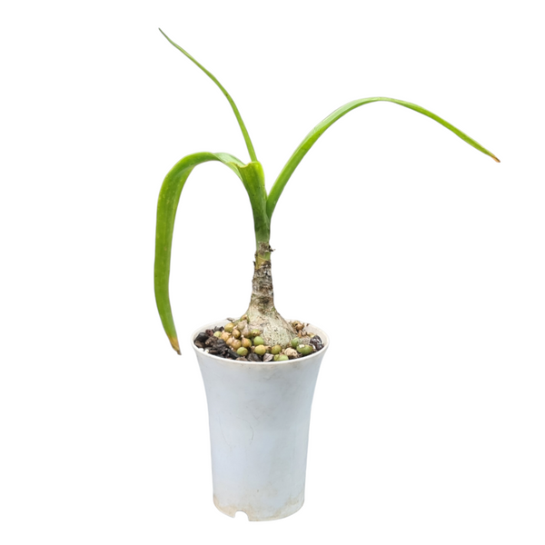 Albuca bracteata-Succulents