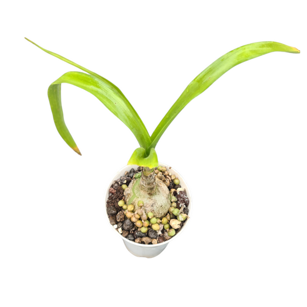 Albuca bracteata-Succulents