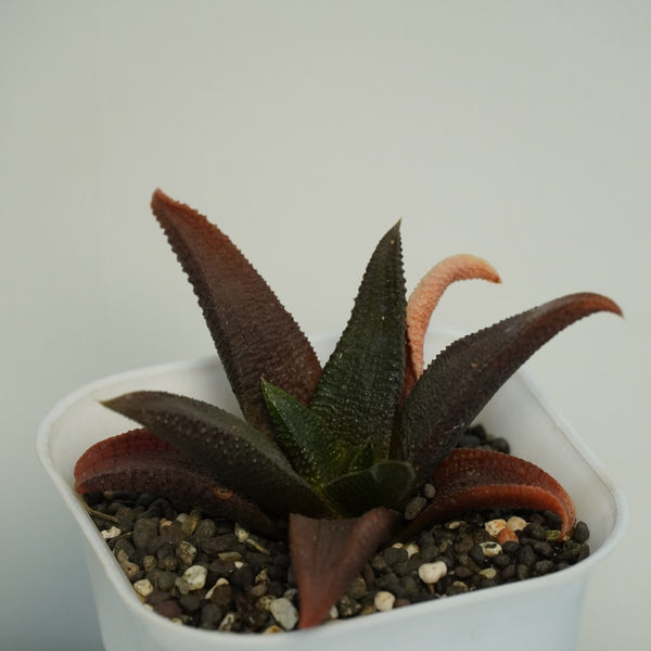 Haworthia koelmaniorum v mcmurtryi 3.5_INCHS_QUARE_N_POT WHITHOUT_POT_SHIPPING