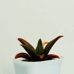 Haworthia koelmaniorum v mcmurtryi