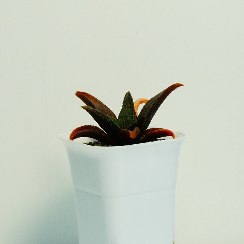 Haworthia koelmaniorum v mcmurtryi