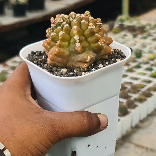 Gymnocalycium cv kikko-cactus plant