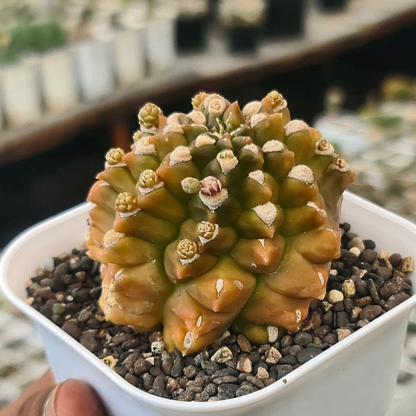 Gymnocalycium cv kikko-cactus plant