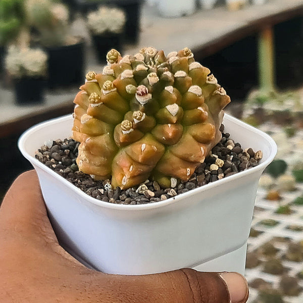 Gymnocalycium cv kikko-cactus plant