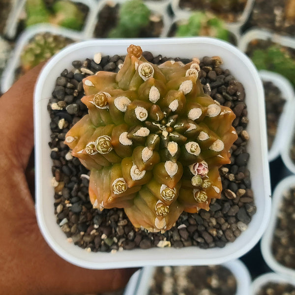 Gymnocalycium cv kikko-cactus plant