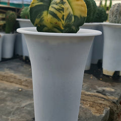 Astrophytum nudum pentecostal cv strongylogonum variegated