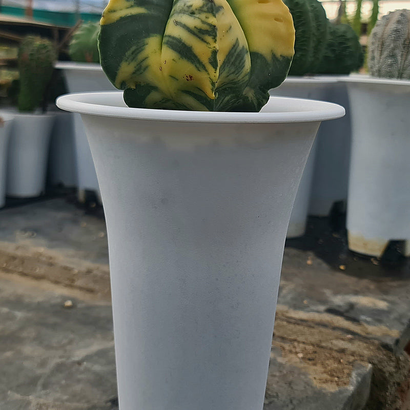 Astrophytum nudum pentecostal cv strongylogonum variegated