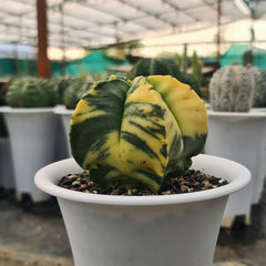 Astrophytum nudum pentecostal cv strongylogonum variegated
