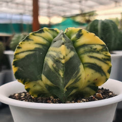 Astrophytum nudum pentecostal cv strongylogonum variegated