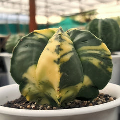 Astrophytum nudum pentecostal cv strongylogonum variegated