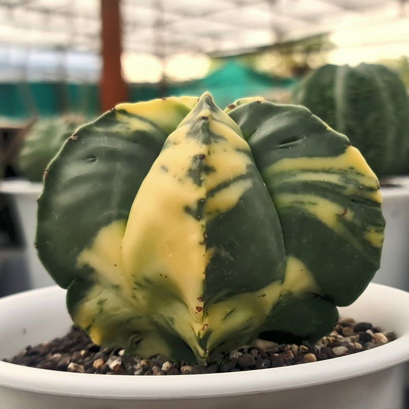 Astrophytum nudum pentecostal cv strongylogonum variegated