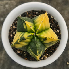 Astrophytum nudum pentecostal cv strongylogonum variegated 6_INCHS_RAUND_N_POT WITHOUT_POT