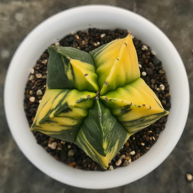 Astrophytum nudum pentecostal cv strongylogonum variegated 6_INCHS_RAUND_N_POT WITHOUT_POT