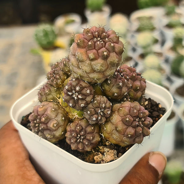 Copiapoa humilis c.617