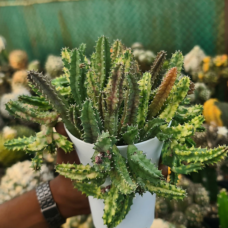 Stapelia variegated_succulent_button cactus