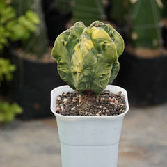 Astrophytum nudum cv fukuryu variegated