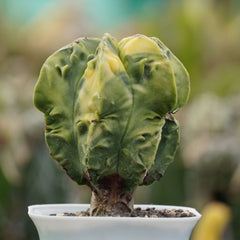 Astrophytum nudum cv fukuryu variegated_cactus_plant 4_INCHS_RAUND_N_POT WITHOUT_POT