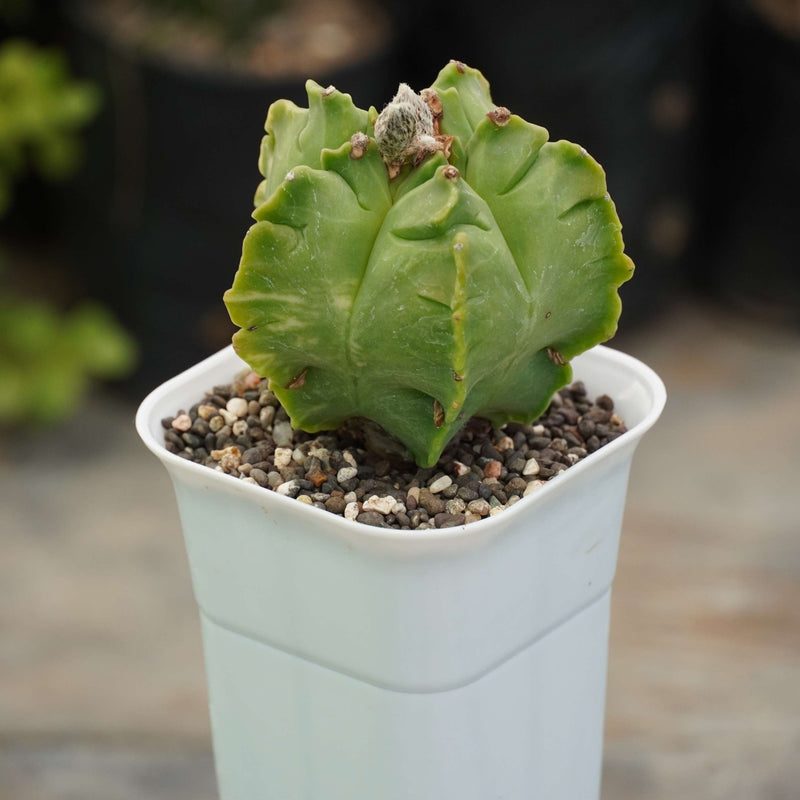 Astrophytum nudum cv kikko