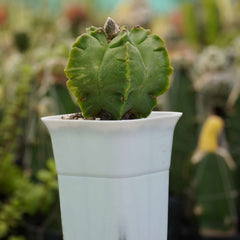 Astrophytum nudum cv kikko_cactus_plant 4_INCHS_RAUND_N_POT WITHOUT_POT