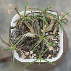 Euphorbia cylindrifolia_plant