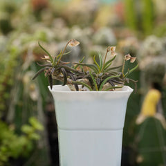 Euphorbia cylindrifolia_plant