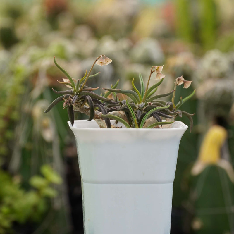 Euphorbia cylindrifolia_plant