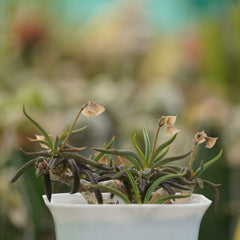 Euphorbia cylindrifolia_plant
